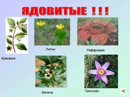 Примеры цветковых названия