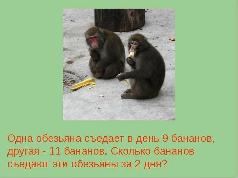 Задача обезьяна. День обезьян. Одна обезьяна. Сколько бананов съедает обезьяна в день.