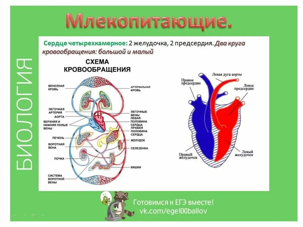 Малый круг кровообращения у млекопитающих схема. Круги кровообращения млекопитающих схема. Схема строения сердца млекопитающих. Млекопитающие большой круг кровообращения малый круг.