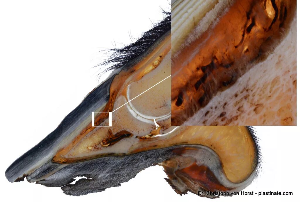 Ревматическое воспаление копыт ламинит. Копыто лошади рентген ламинит. Копытный рог