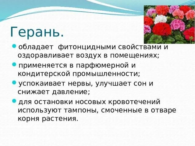 Герань действие. Лечебные комнатные растения герань. Герань характеристика. Характеристика цветка герани. Герань полезные свойства.