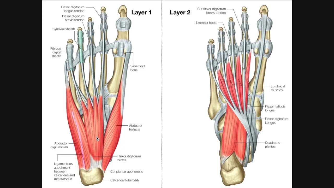 Foot muscle. Мышцы стопы анатомия. Flexor digitorum Brevis мышца. Подошвенный апоневроз анатомия. Intrinsic мышцы.