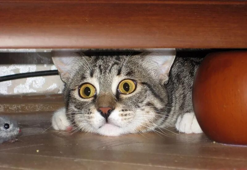 ноги иллюстрация. сижу дрожу. сижу дрожу. и. сижу дрожу.