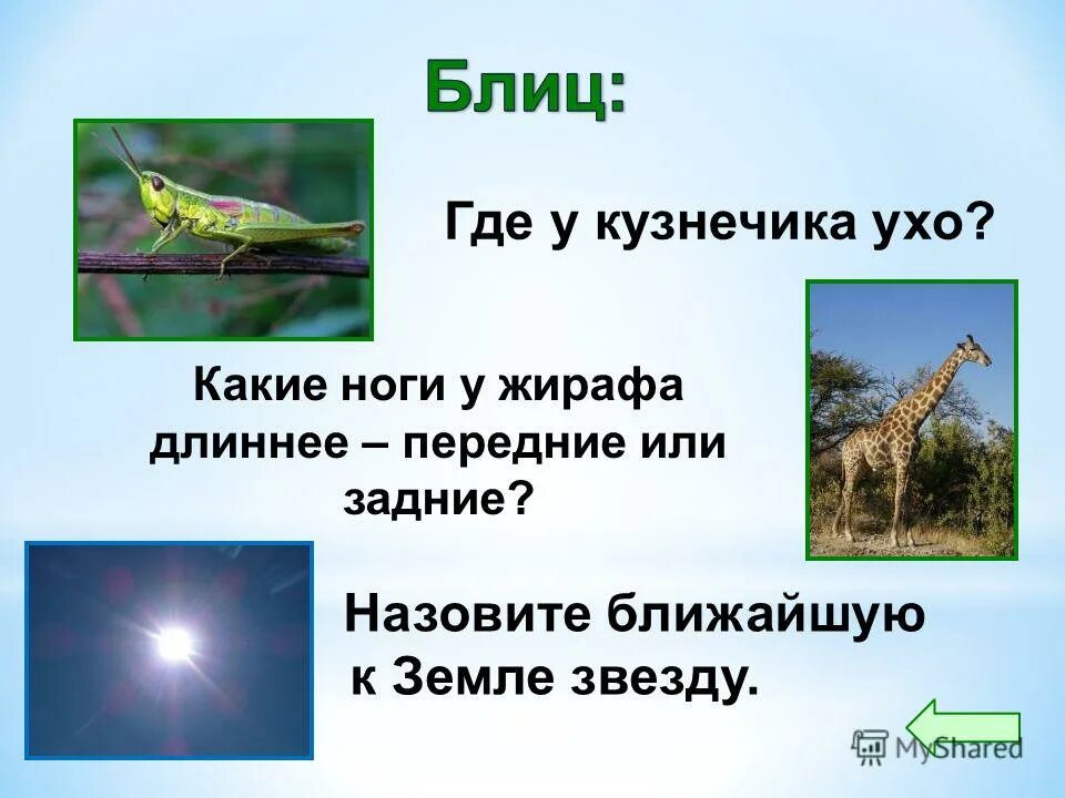 какие ноги у жирафа. какие ноги у жирафа длиннее. у жирафа ноги одинаковые. ноги у жирафа какие жирафа длиннее передние или задние. ноги у жирафа длиннее передние или задние.