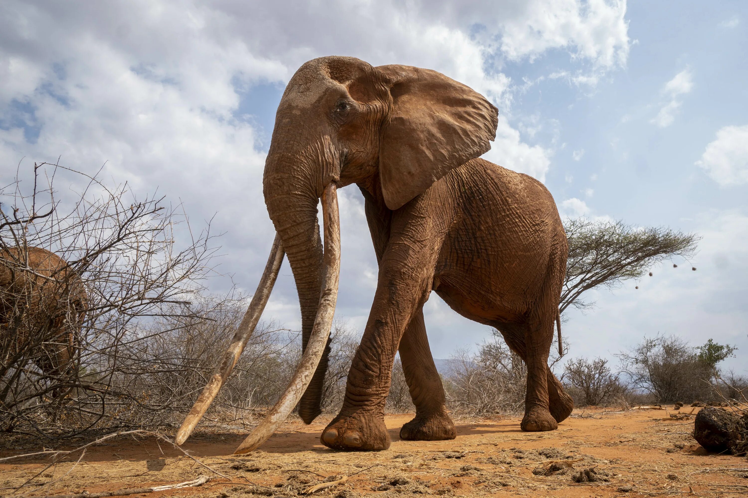 Elephant tusks. Слоны с бивнями. Бивни слонов. Гигантский слон. Слоненок с бивнями.