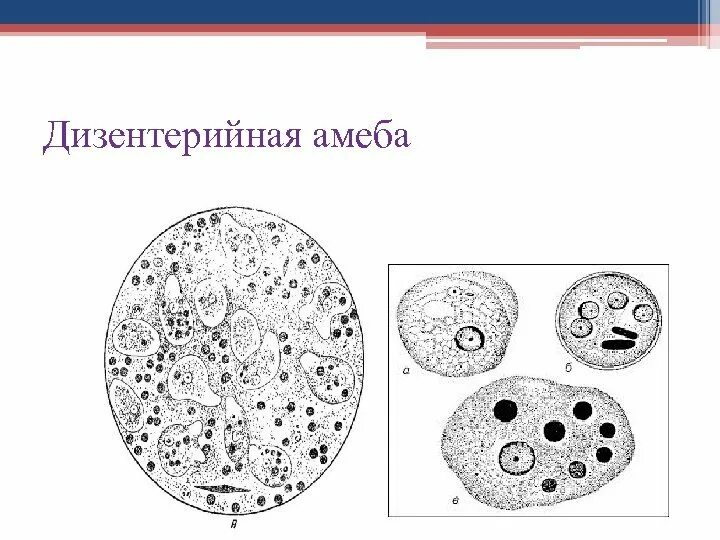 Эритроцит амеба. Дизентерийная амеба строение. простейшие амеба дизентерийная строение. дизентерийная амеба строение рисунок. циста дизентерийной амебы рисунок.