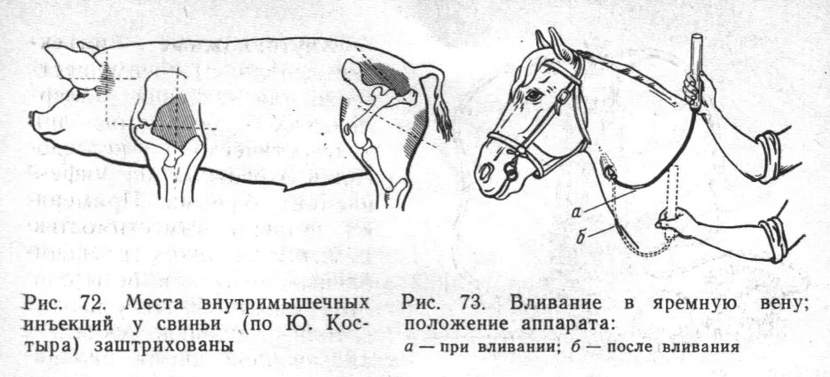 Яремная Вена катетеризация. Схема внутримышечного укола. Инъекции свинье