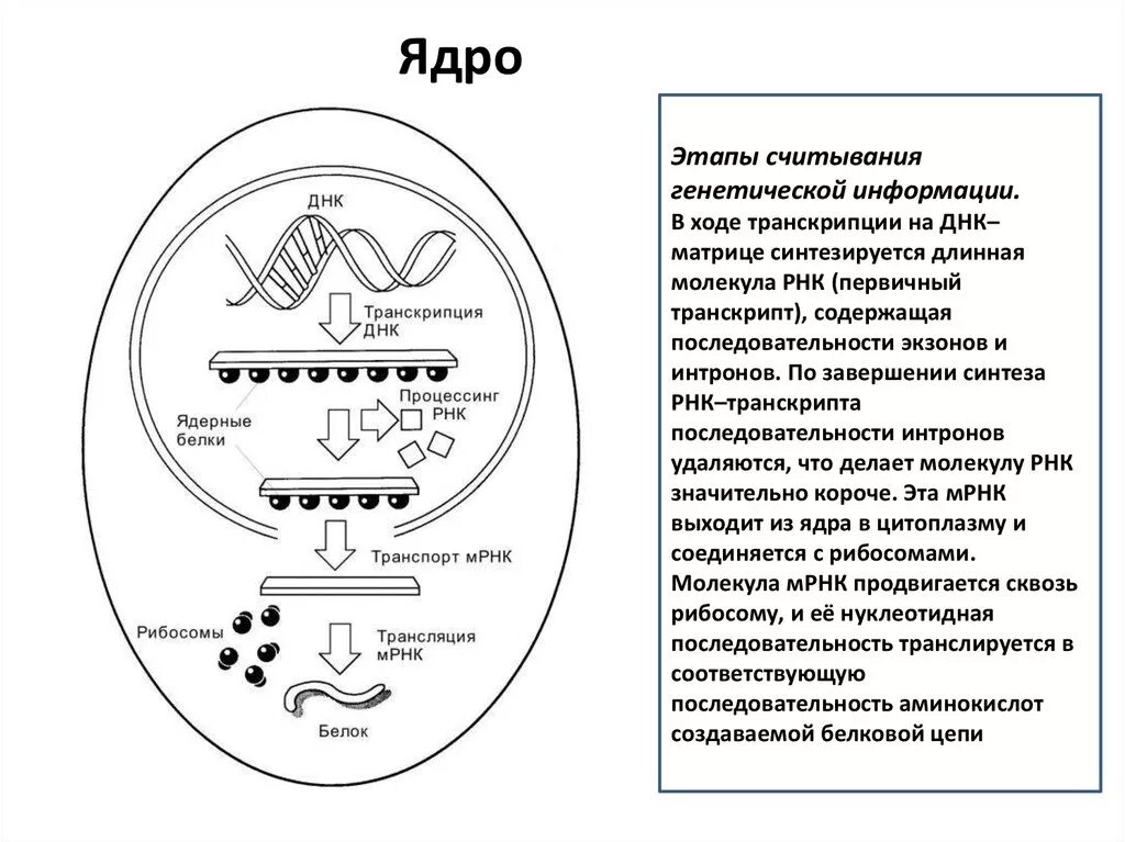 Синтез белков ядра происходит в. Транспорт зрелой МРНК В цитоплазму. Транспорт РНК В цитоплазму. Транспорт Ирнка в цитоплазму. Считывание информации с ДНК.