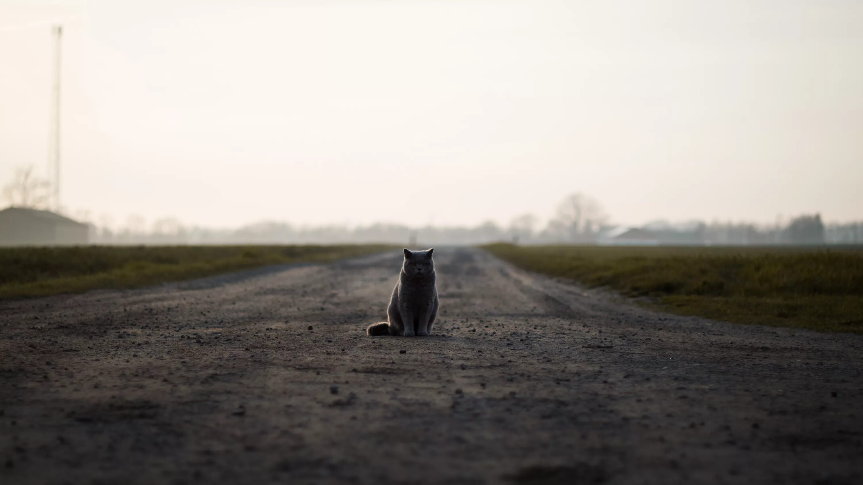 Идущий вдали. Котенок на дороге. Кот сидит на дороге. Уходящая кошка. Кот в далеке.