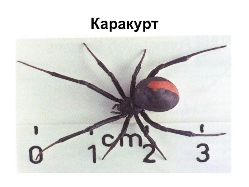 Каракурт самец. Каракурт у руля. Каракурт у руля. Астраханский паук каракурт. Каракурт киргизии скорпион.