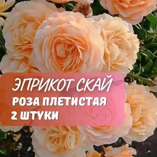 Эприкот скай плетистая