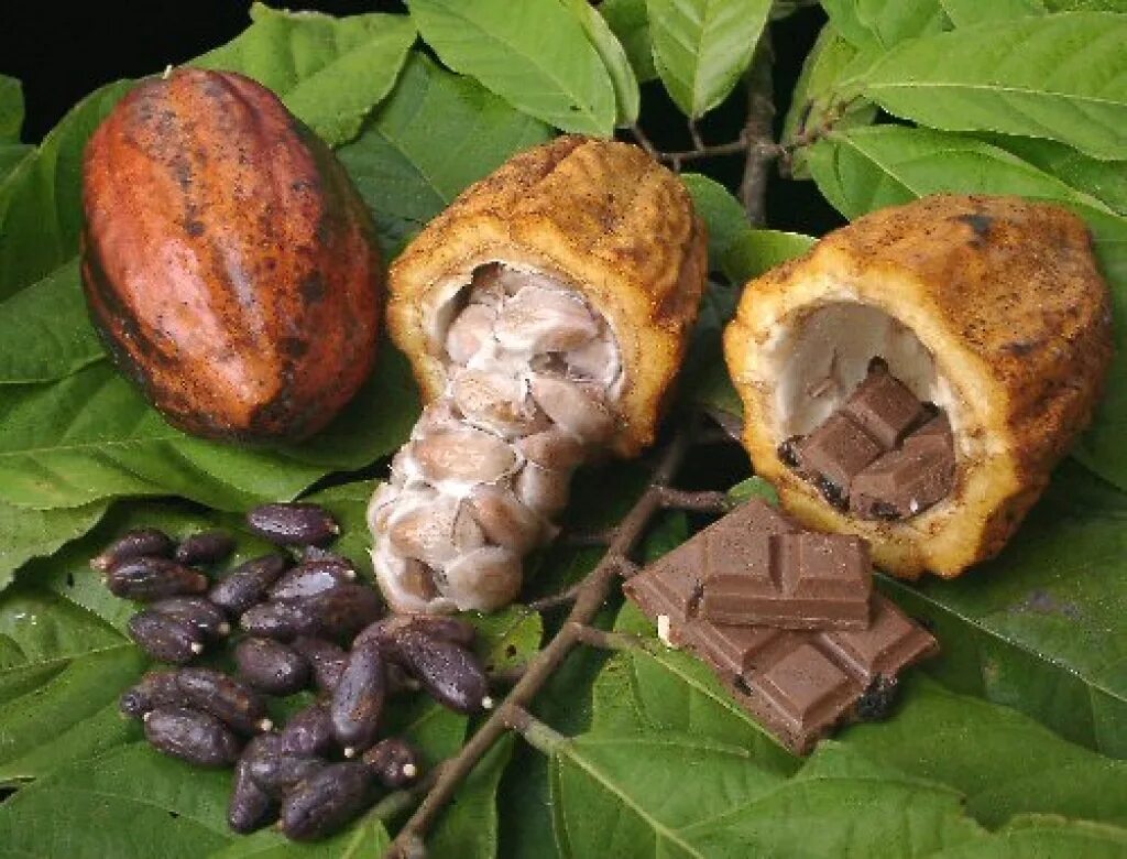 Шоколадное дерево какао. Шоколадное дерево (theobroma cacao). Шоколадное дерево теоброма какао. Какао дерево в южной америке. Теоброма какао дерево.