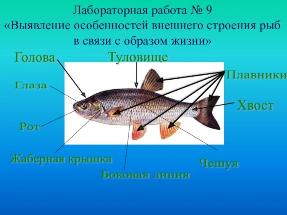 Биология про рыб 7 класс. Лабораторная по биологии 7 изучение внешнего строения рыб. Внешнее строение рыбы. Внешнее и внутреннее строение рыб. Класс рыбы внешнее строение.
