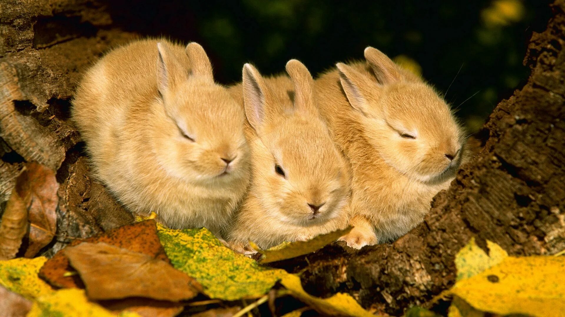 Зайчата листопаднички. Осенние Зайчата листопаднички. Зайцы листопаднички. Природа и животные. Картинки беспла