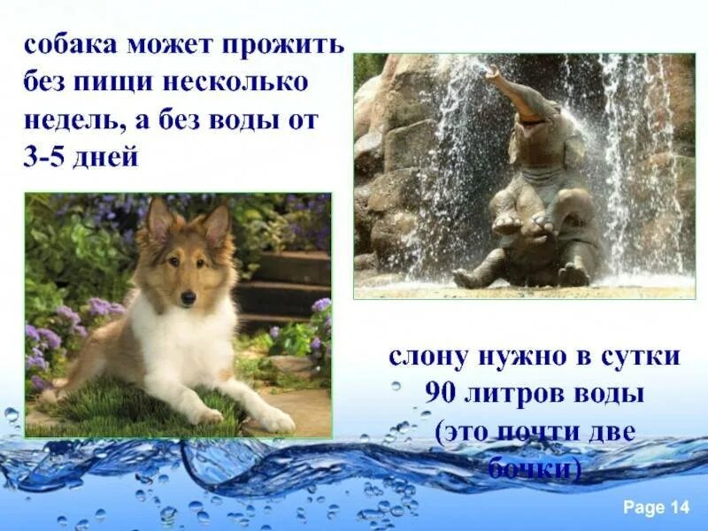 Собака прожить без воды