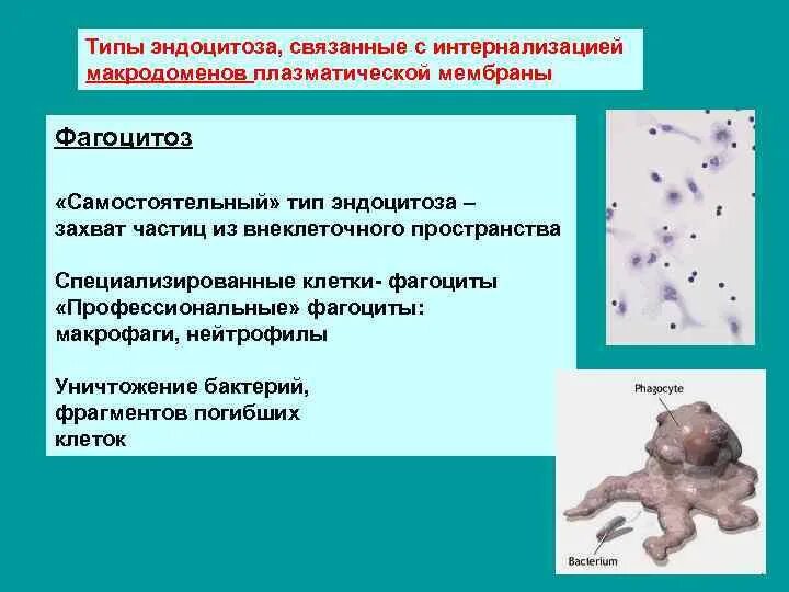 Этапы эндоцитоза. Профессиональные и непрофессиональные фагоциты. Эндоцитоз макрофагов. Специализированные клетки фагоцитоз. Разновидности эндоцитоза.