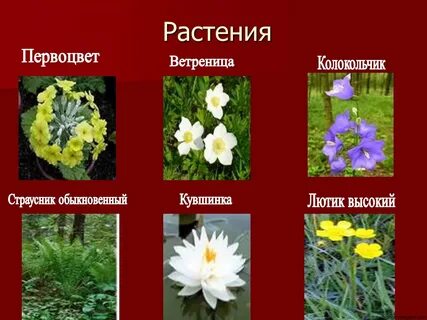 Вид растения внесен в красную книгу