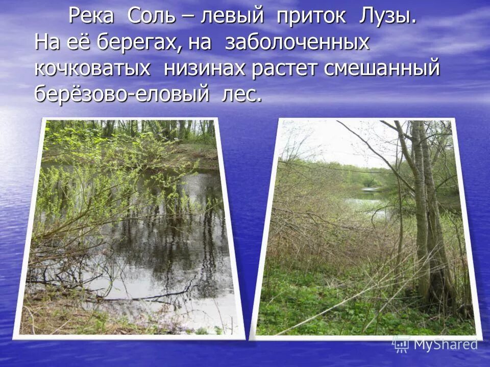 Река протекающая по территории смешанных лесов. Река протекающая по территории смешанных лесов. Исток реки лопасня чеховского района. Река протекающая по территории смешанных лесов. Лесные ручьи карелии.