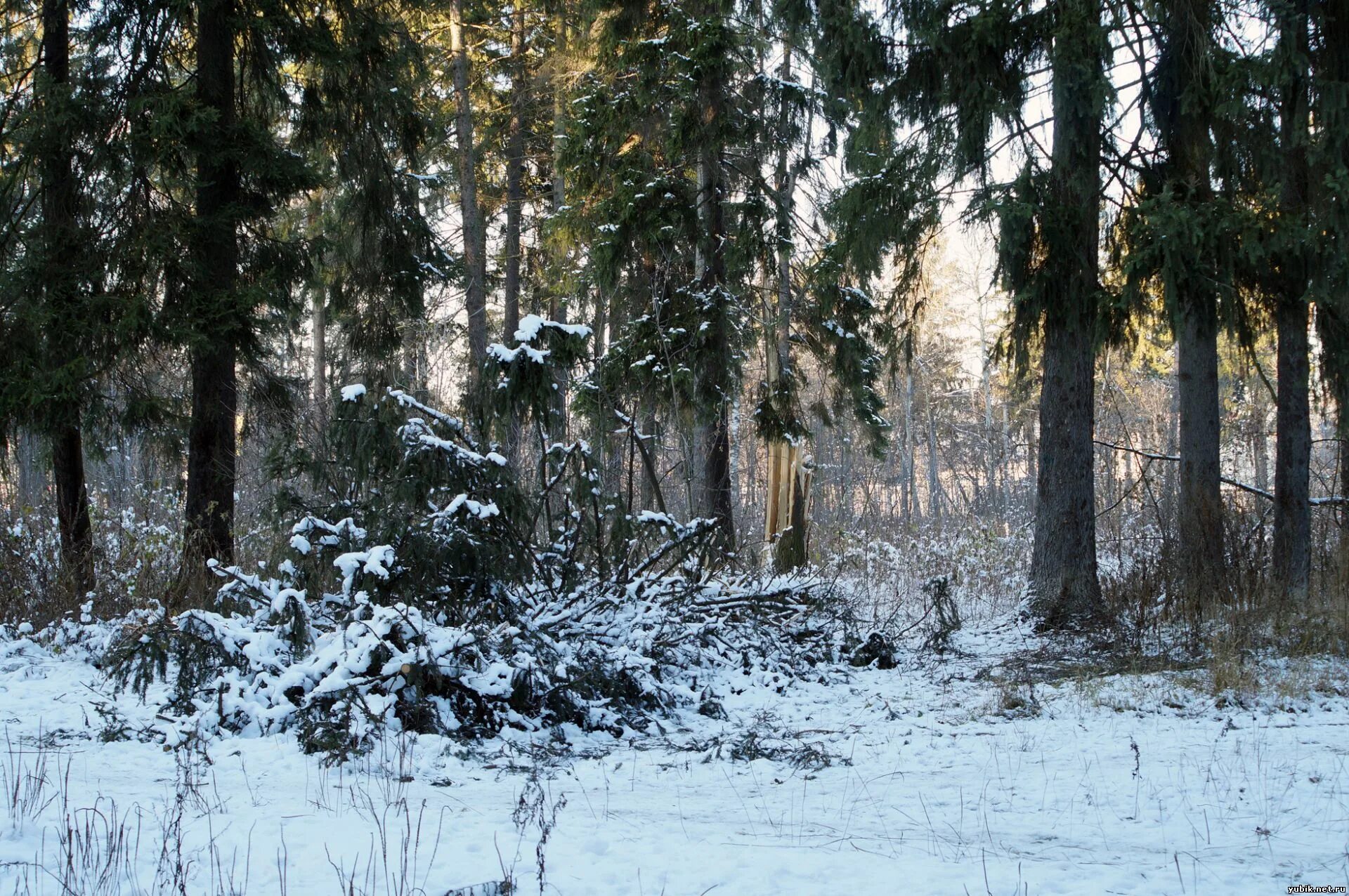 вучичевич тайга бурелом. буреломы тульская область. глухая тайга бурелом. истории города n с пьером бурелом киржач. просека».