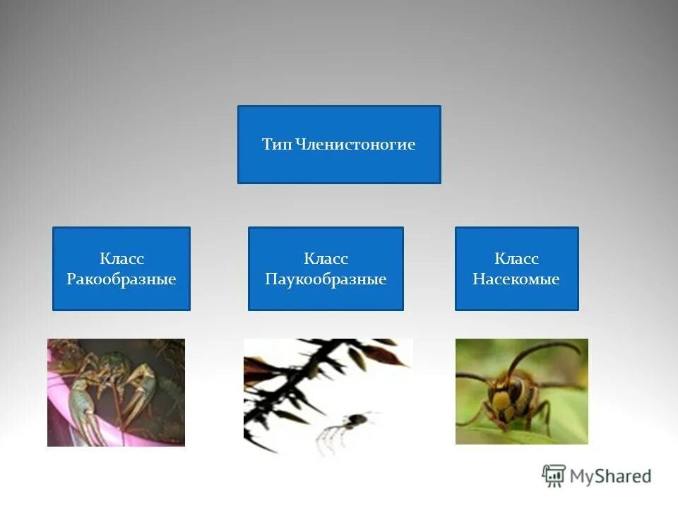 Классификация типа членистоногие. Тип Членистоногие класс насекомые. Тип Членистоногие. Класс ракообразные. Класс паукообразные. Класс паукообразные классификация. Класс насекомые творческая работа.