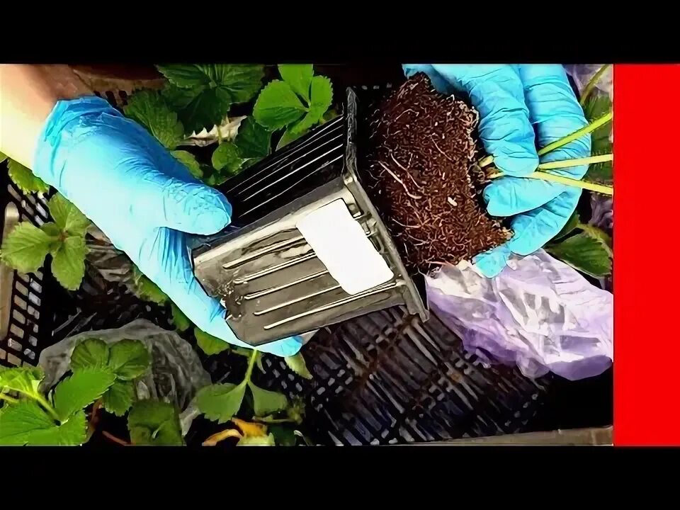 Дачник купил а саженцев клубники. Рассада клубники. энермакс по рассаде клубники. огород новое.