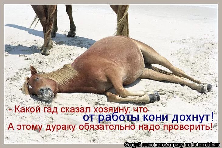 После длительного перехода люди очень устали лошади. Уставшая лошадка. Уставший конь. Смешная уставшая лошадь. Шутки про лошадей.