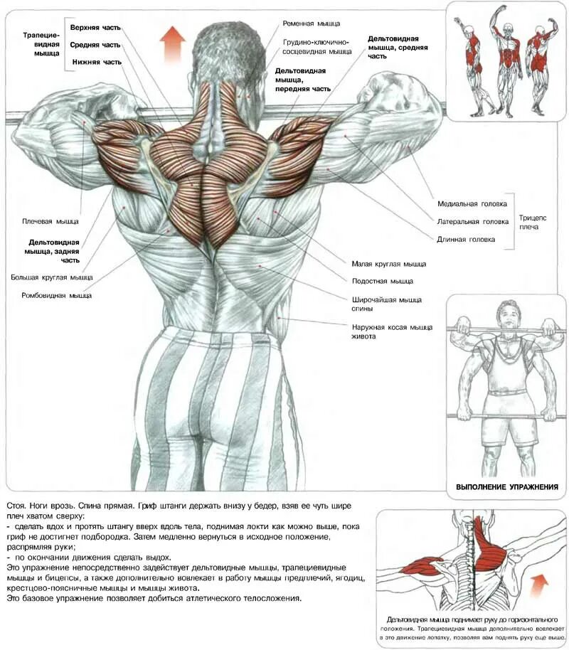 Упражнения на средний пучок. Тренировка для дельтовидных мышц в зале. Упражнения для дельтовидных мышц со штангой и гантелями. Упражнения для прокачки мышц плеча. Упражнения на дельтовидные мышцы со штангой.