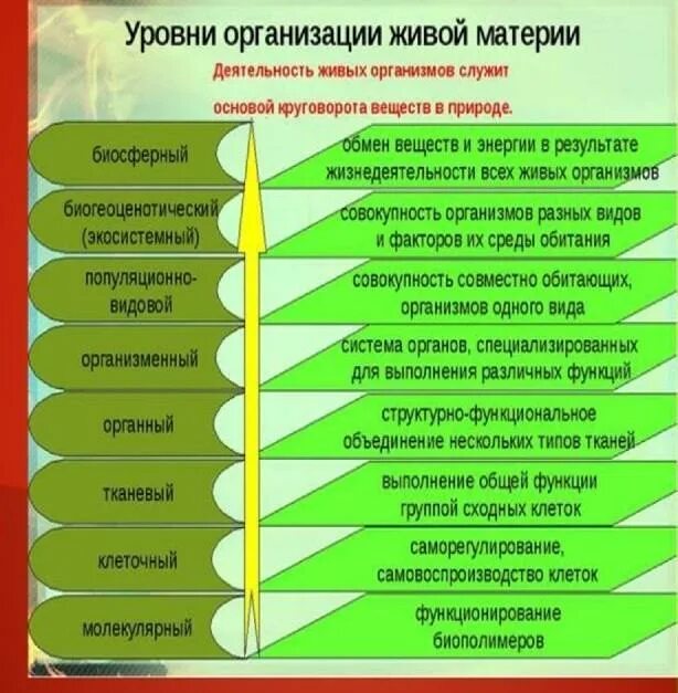 Уровни организации живой материи Экосистемный уровень. Уровни организации живой материи организменный уровень. Описать уровни организации живой материи. Уровни организации живого биология. Примеры уровней организации живых систем