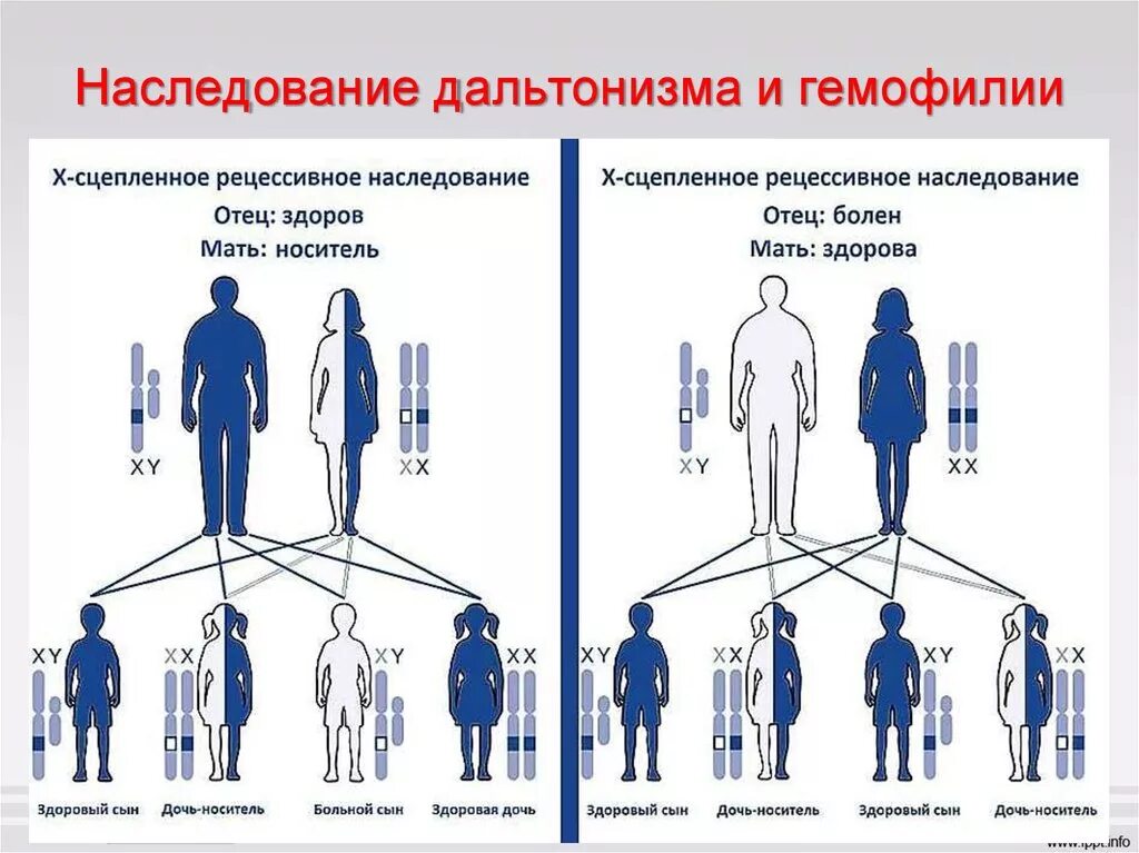 Схема наследования гемофилии и дальтонизма. Генетическая схема наследования сцепленное с полом. Схема наследования генетических заболеваний. Схема наследования сцепленных с полом заболеваний. Гемофилия это наследственное заболевание