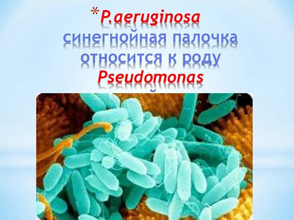 Pseudomonas aeruginosa продуцент. Синегнойная палочка псевдомоноз. Pseudomonas aeruginosa (синегнойная палочка).