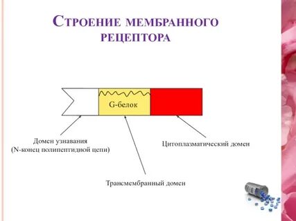 Строение рецептора