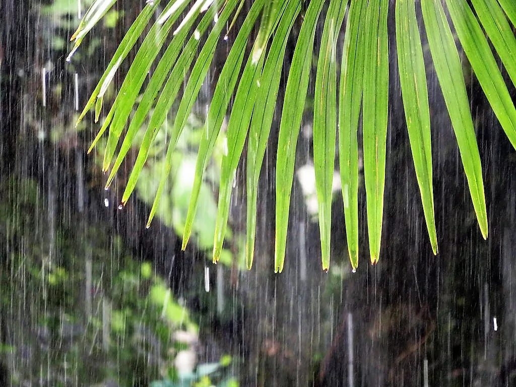 Тропический ливень. Тропический дождь. Дождливые тропики. Тропики дождь.