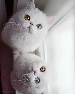 Кот пам пам