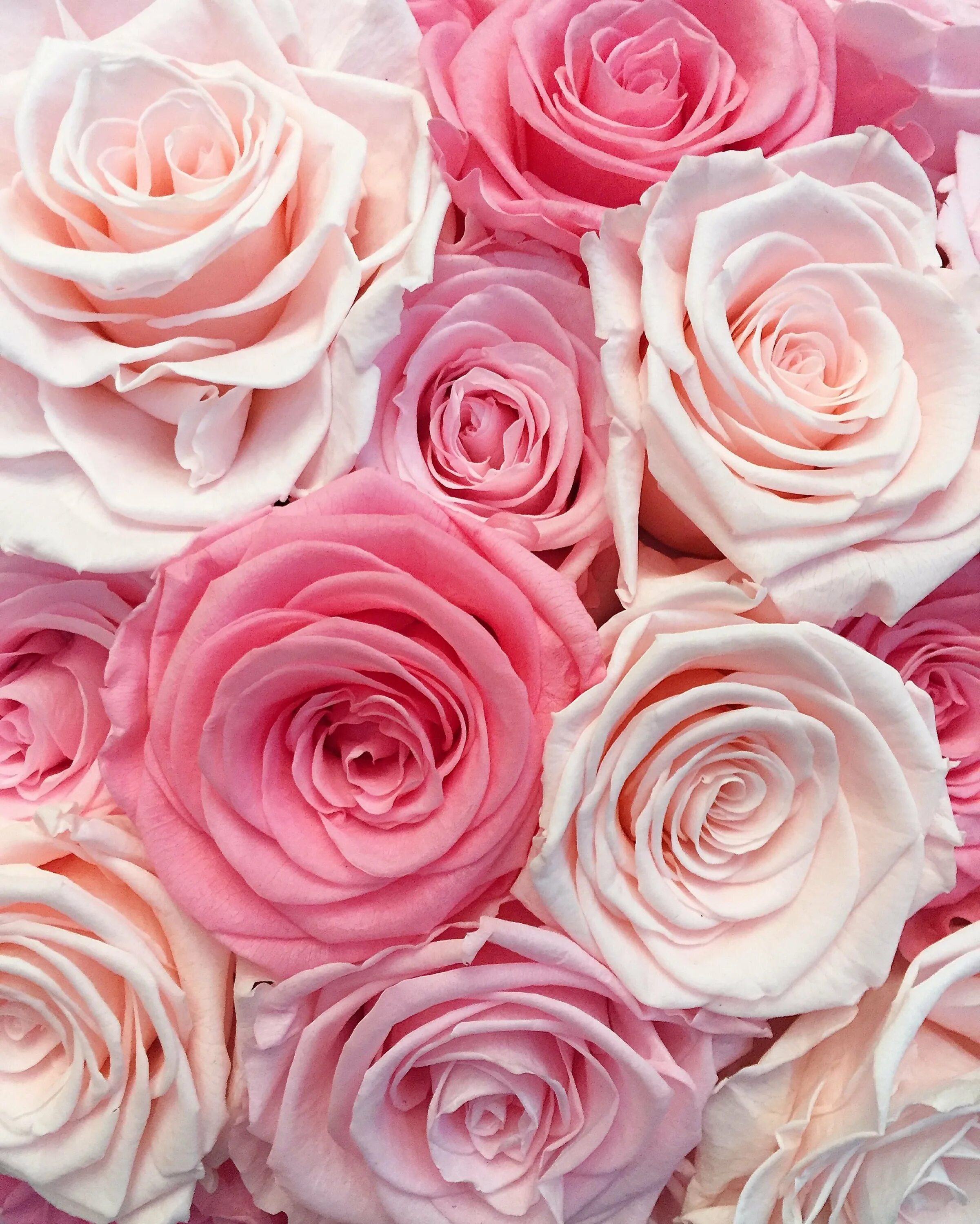 Картинки розов. Розы Пинк Фловерс. Розовые розы. Бледно розовые розы. Роза нежно-розовая.