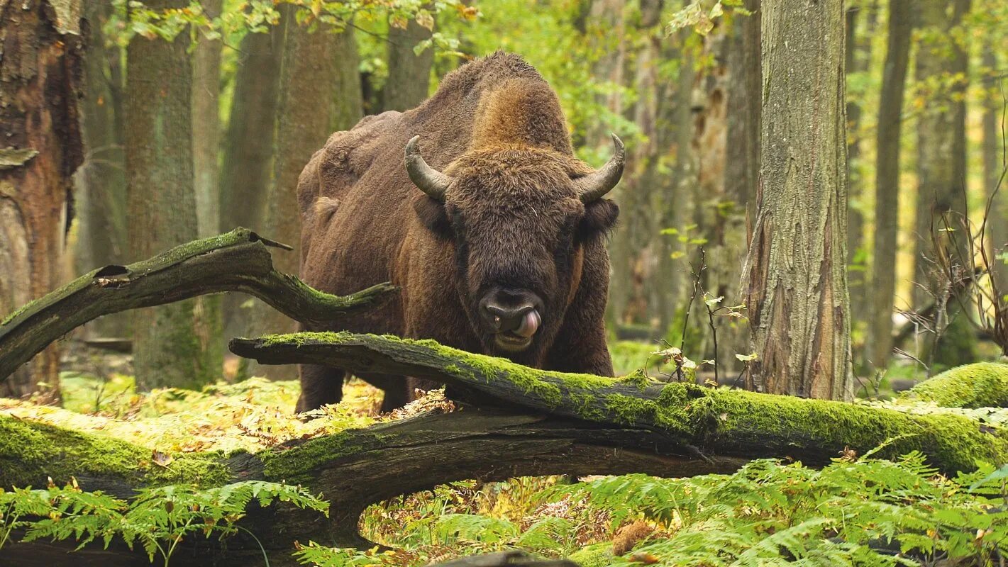 беловежская пуща. лось в широколиственном лесу. заповедники диких животных. заповедники диких животных. заповедники диких животных.