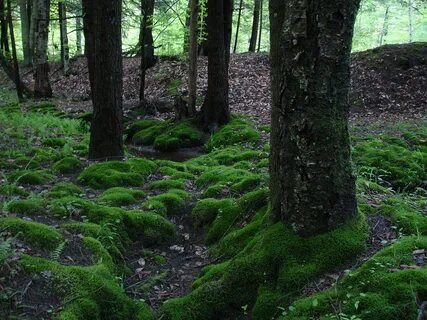 В каких лесах растет мох