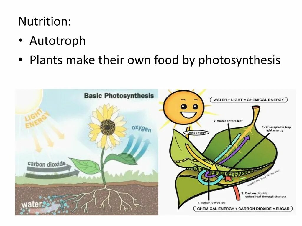 Фотосинтез. Растения без фотосинтеза. Схема фотосинтеза у растений. Фотосинтез для детей. Тест по теме фотосинтез и дыхание растений