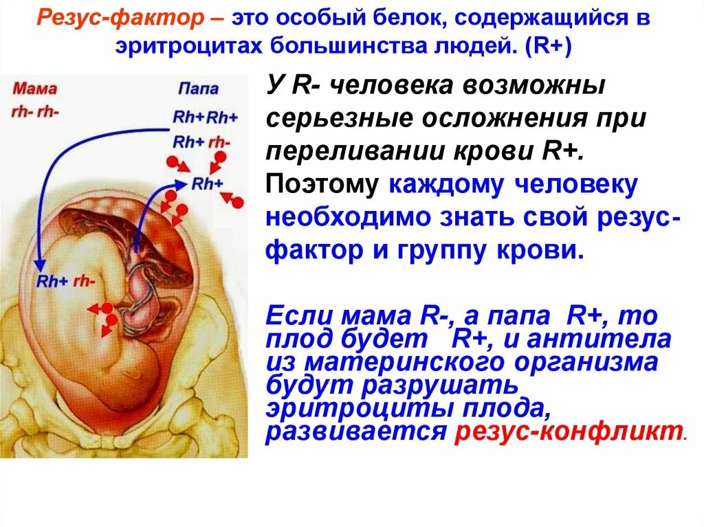 Что значит резус фактор. Резус фактор. резус-фактор (rh-фактор),. резус фактор rh. резус фактор его локализация.