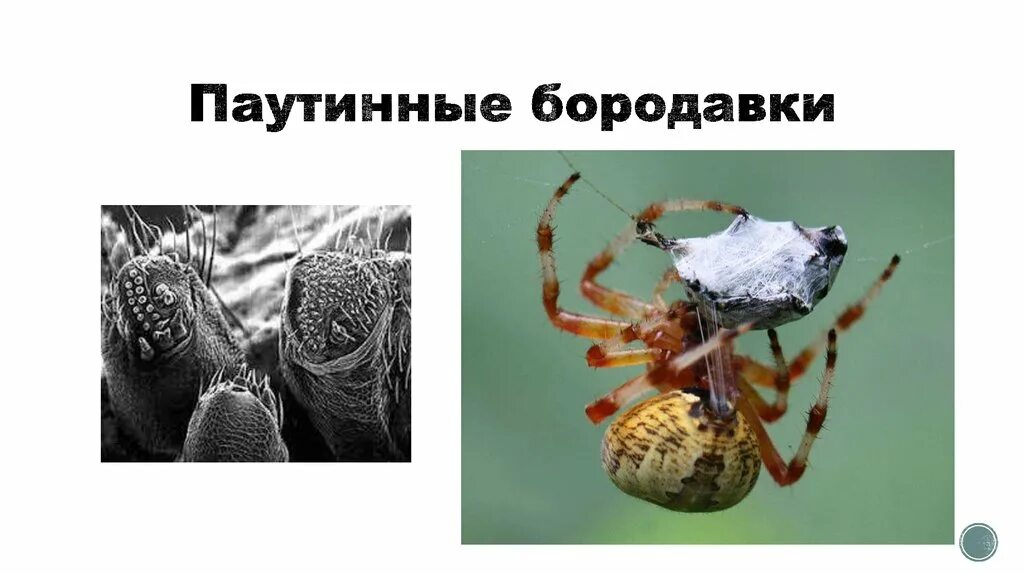 Паутинные бородавки паука крестовика. Паутинные бородавки у паукообразных. Паутинные железы на брюшке. Внутреннее строение паукообразных. Паутинные бородавки у паукообразных.