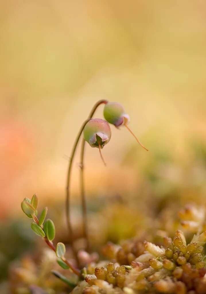 Зеленая клюква. Клюква мелкоплодная (vaccinium microcarpum). клюква зеленая. зеленоватая клюква. зелёная клюква неа болоте.