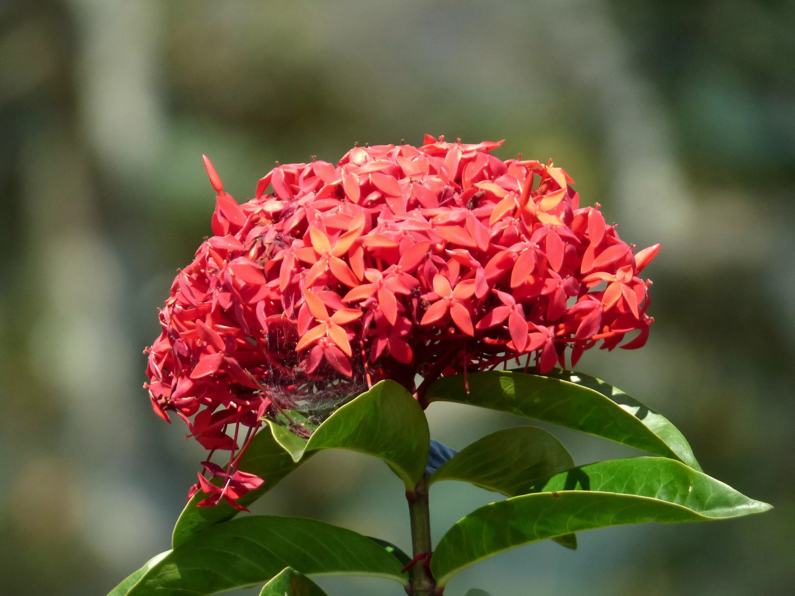 Иксора цветок. Цветы куст тропические. Иксора цветок. Иксора ор10 адилет. Иксора результаты.