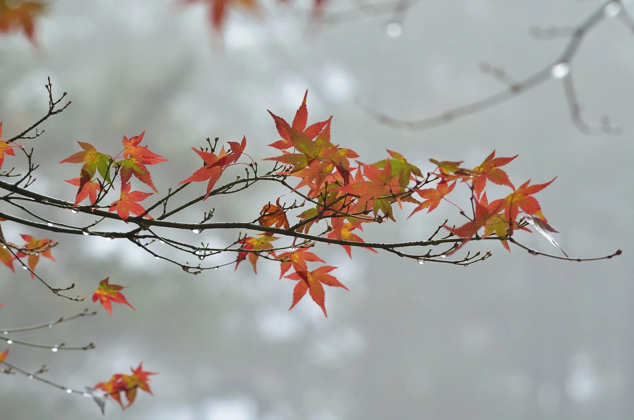 Заставка ноябрь. Осенняя ветка. Осенние ветви. Осень ноябрь. Осенние листья.