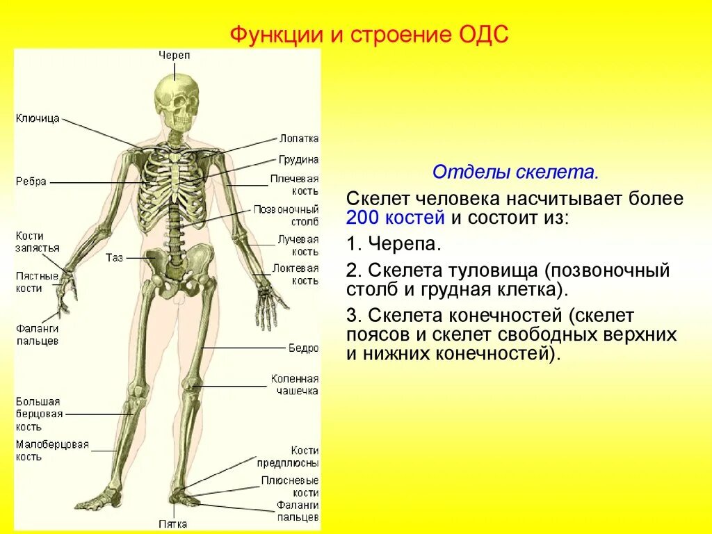 Опорно двигательная система скелет человека анатомия. Костная система скелет туловища. Опорно двигательная система кости скелета. Строение костей скелета туловища.