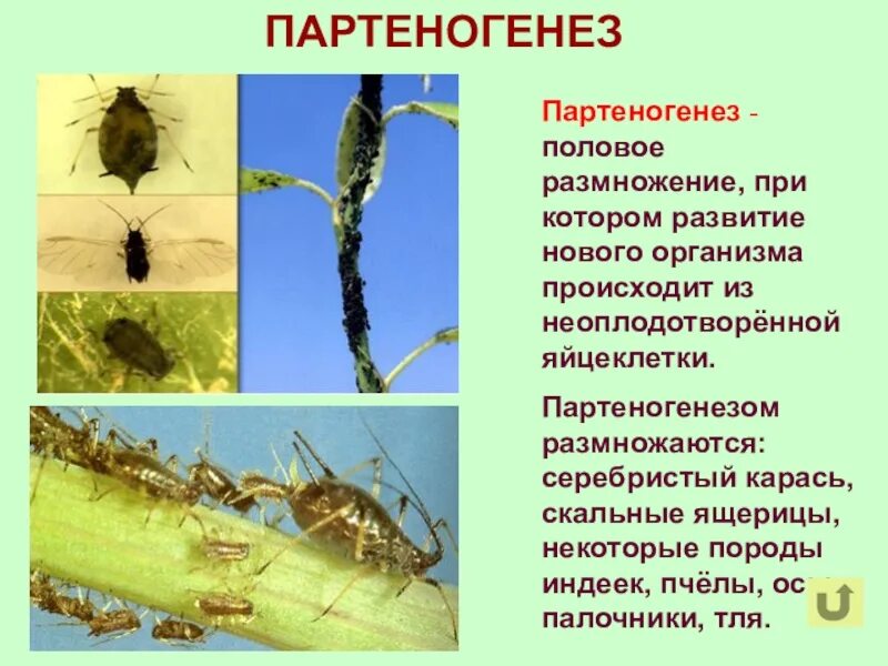 Размножается партеногенетически. Партеногенез. Партеногенез примеры организмов. Презентация на тему партеногенез. Партеногенетическое размножение презентация.