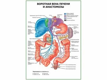 Портальная вена печени