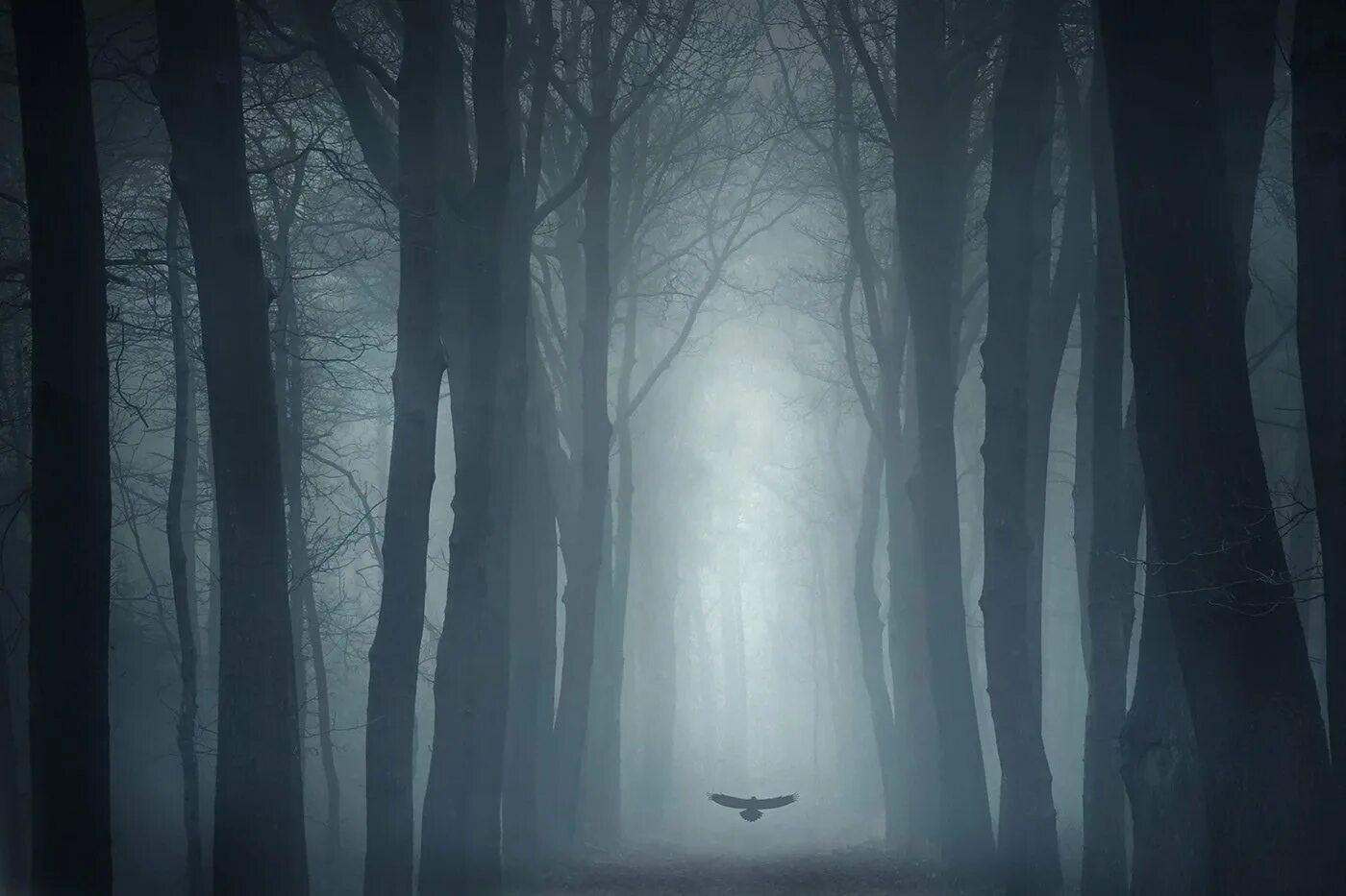 Мистический фон. Темный лес. Страшный лес. Мрачный туманный лес. Загадочные туманы