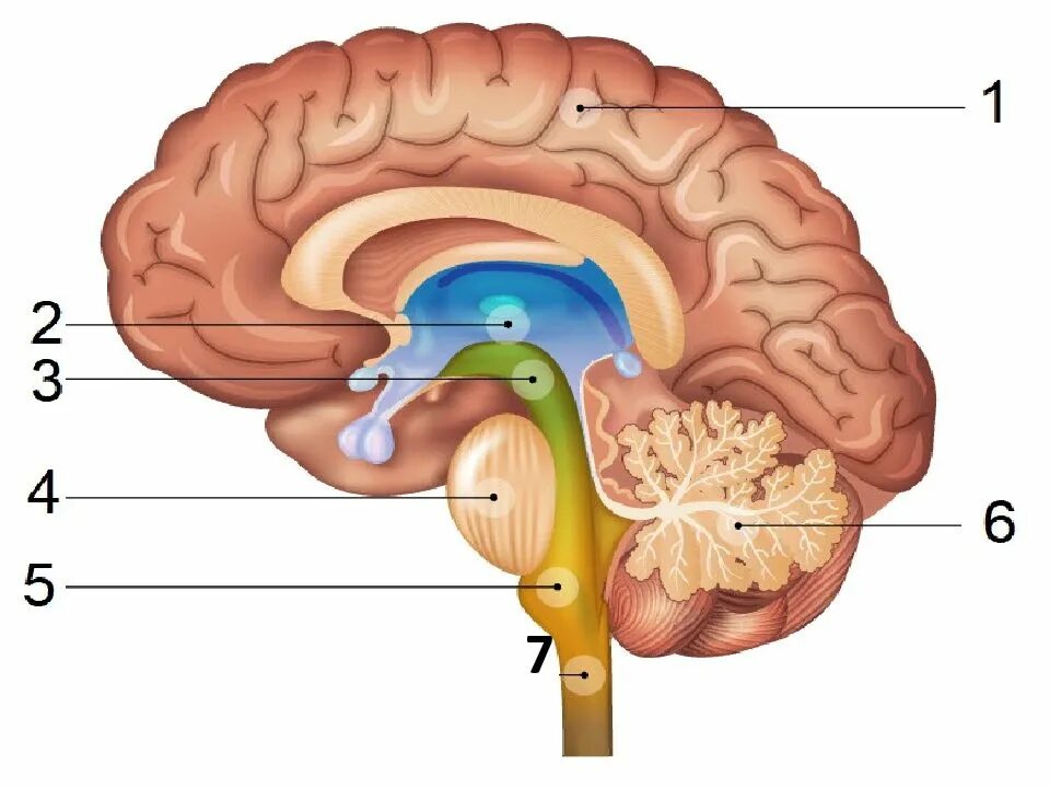 Головной мозг урок 8 класс. Структура мозга. Структуры головного мозга. Отделы мозга. Строение головного мозга человека.