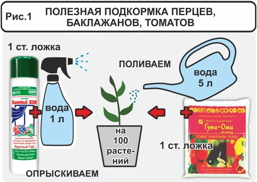 Сколько нужно поливать перцы. Схема удобрения рассады томатов. Схема подкормок рассады помидоров. Схема удобрения рассады перца. Схема подкормки тепличных томатов.