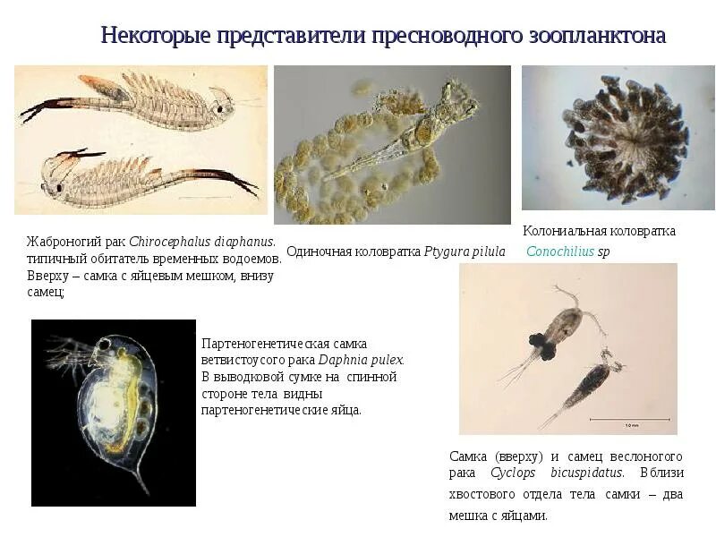 Коловратки представители. Колониальные коловратки. Класс коловратки. Характеристика класса коловратки. Коловратки в экосистеме