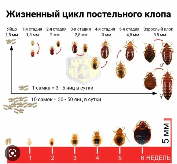 Стадии развития тараканов. Цикл развития постельного клопа. постельный клоп стадии развития. цикл жизни клопа постельного по дням.